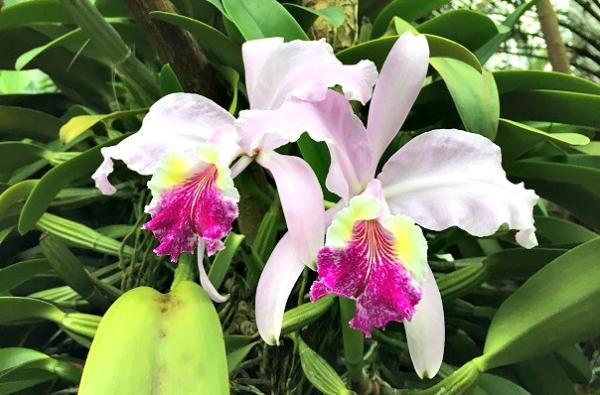 orchid fort wayne
