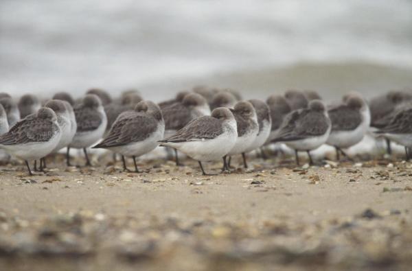 Dunlin at RSPB Reserve