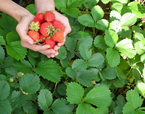 Strawberry U-Pick Farm by AllNikArt