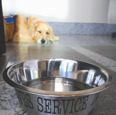 A stainless steel bowl partially filled with water and with the word SERVICE embossed on the front dominates the photo. A golden retriever with a blue vest lies a few feet behind the bowl, its head resting on its front paws.