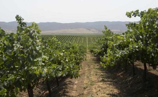 Salinas Valley
