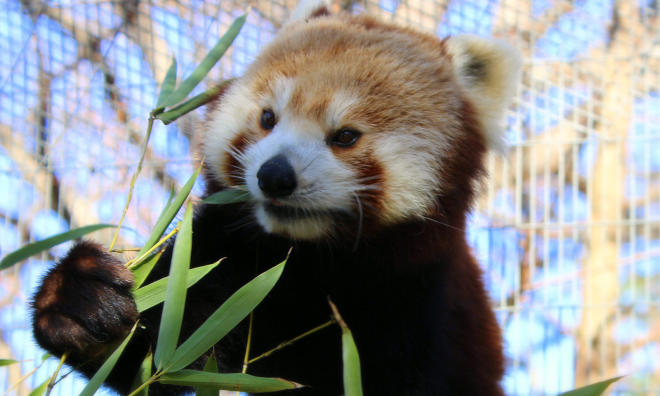 A red panda enjoying eucalyptus leaves at the Mill Mountain Zoo near Roanoke