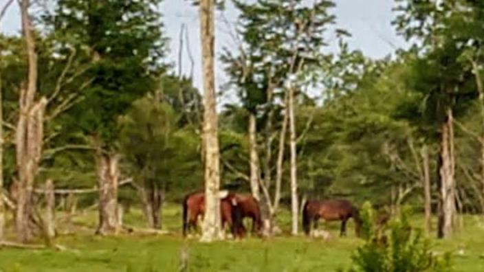 Horseback Riding at Seven Springs Lodge