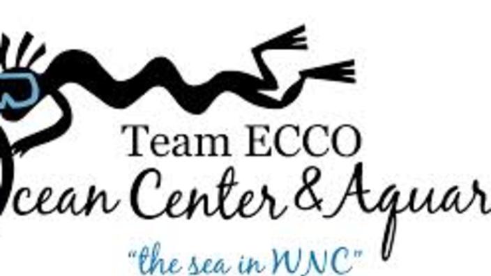 Ecco team sales