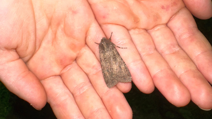Mothing at Pease Park with Dr. Curtis Eckerman