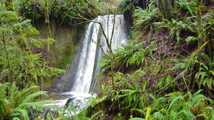 Coal Creek Natural Area | Bellevue, WA