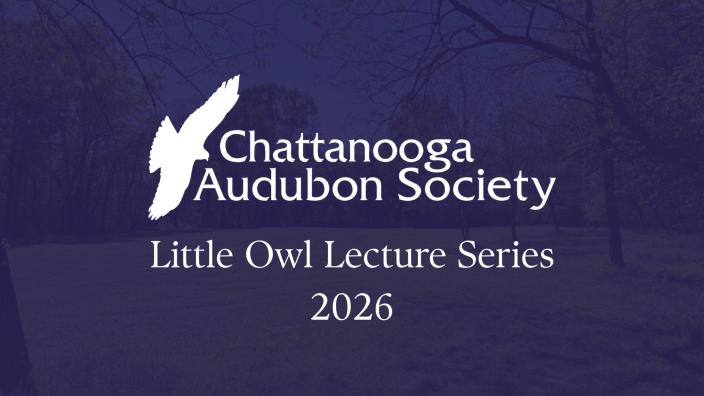 Little Owl Lecture Series | "Conquistadors and Chiefdoms" (Coosa Day!) by Ava Lowery