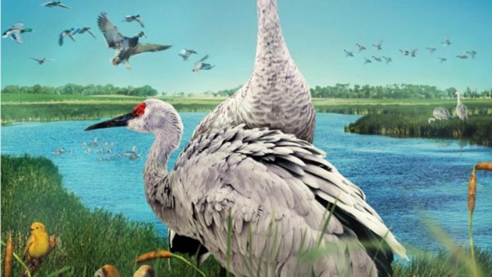 Wings Over Water in IMAX!