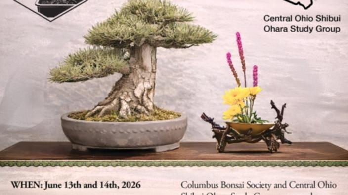 japanische rotkiefer bonsai Seedeo Japanische Schwarzkiefer (Pinus thunbergii ) Bonsai 30 Samen