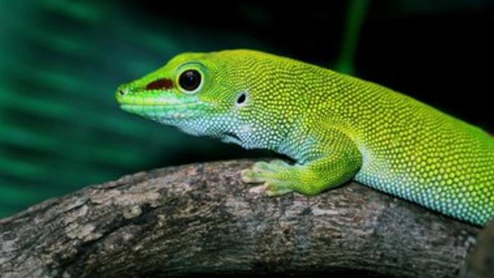 HERPS Corpus Exotic Reptile and Pet Show — event imagery