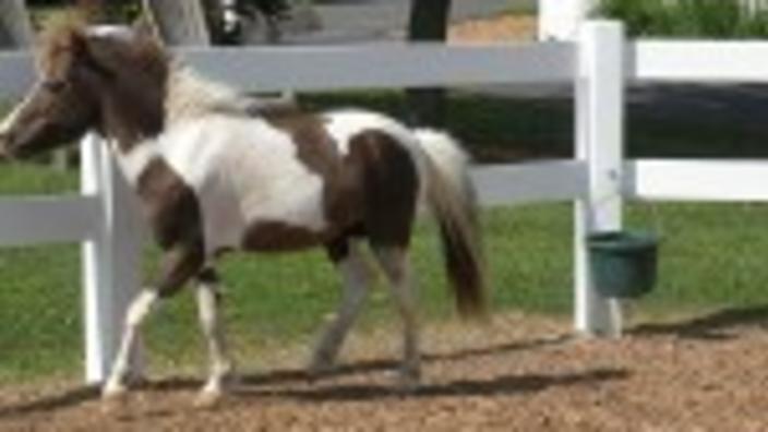 Land of Little Horses