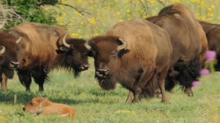 Rocky mountain arsenal store national wildlife refuge