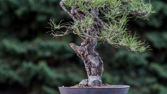 lavender plant in spanish Spanish Lavender Flower Shrub