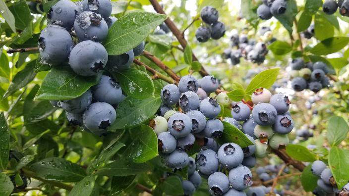 Augusta-Blueberries_31BEDA7B-