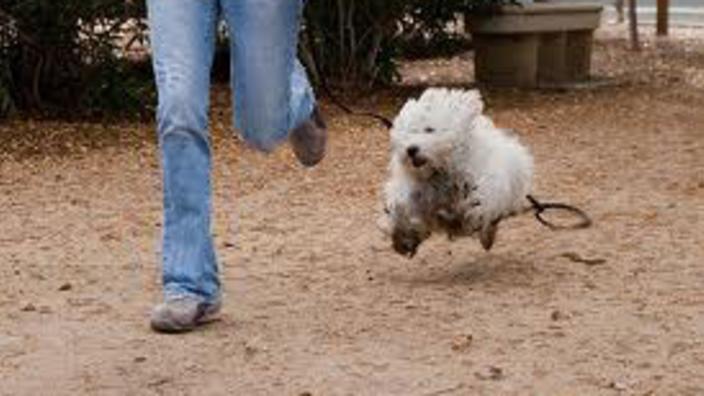 Pet Friendly Trails Lodging