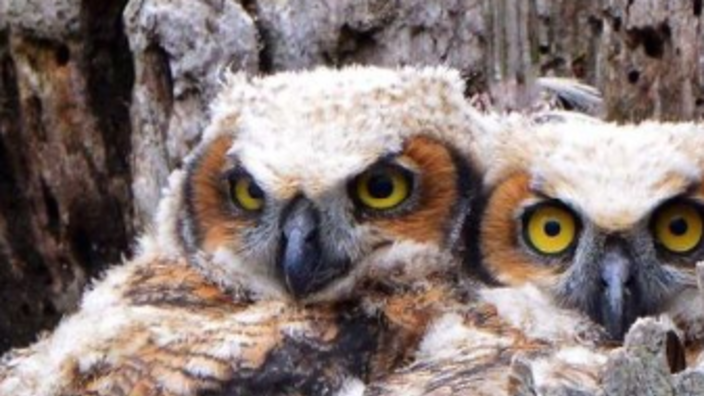 owl_B27ED0A3-5056-A36F-