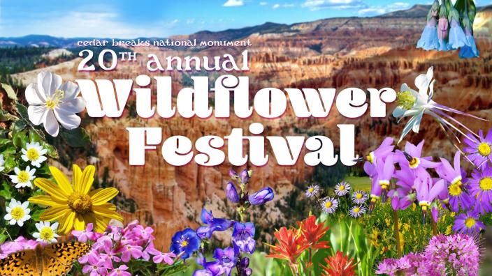 Summer wildflowers blooming at Cedar Breaks National Monument