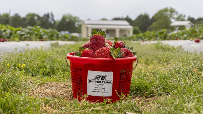 Sonlight-Farms-Strawberry-18-