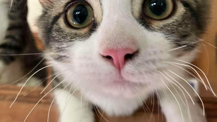 cat-cafe_C88A0B82-DEFB-D109-