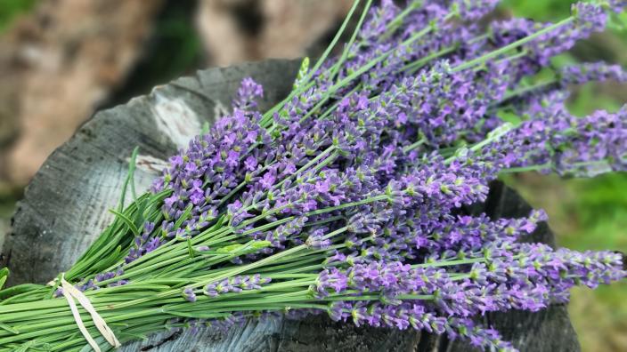 Somerset Lavender - Topeka KS, 66614