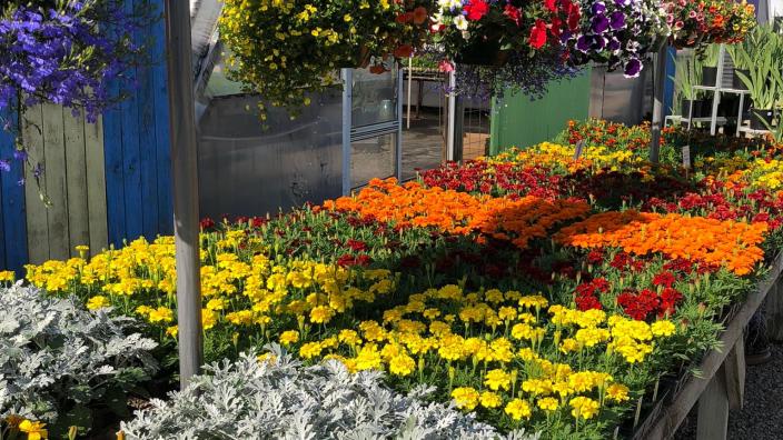 【ht_plants farm】 The Henrys' Plant Farm - Lecompton KS, 66050