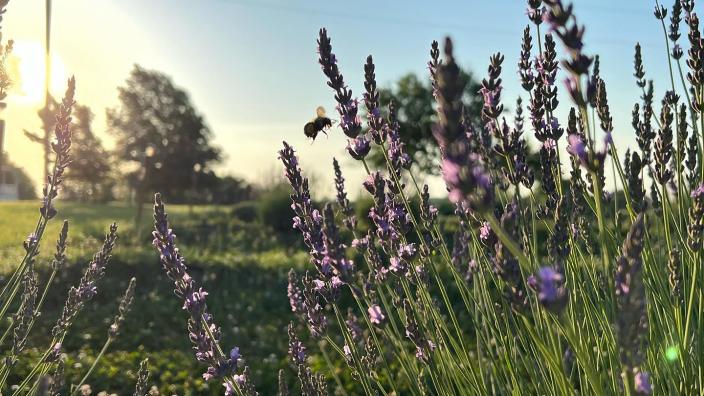 Four Sisters Lavender Farm LLC - Douglass KS, 67039