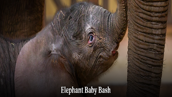 Toledo Zoo welcomes baby elephant