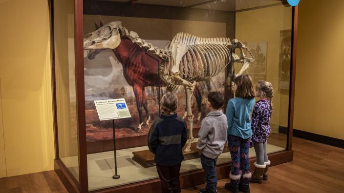 【美品】The museum of the horse  本　馬の博物館 International Museum of the Horse - Lexington, KY - VisitLex