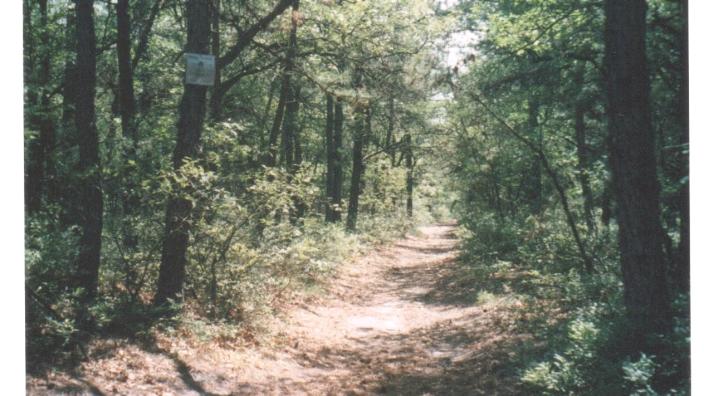 Cathedral pines mountain bike trail new arrivals
