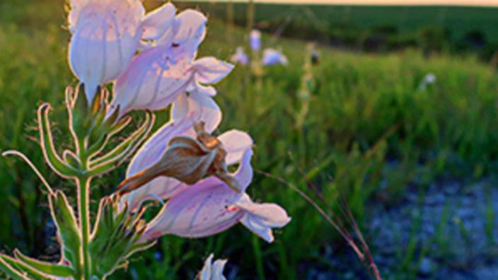 June Wildflower Walk - Manhattan KS, 66506