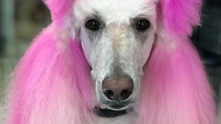 Pink poodle dog grooming clearance