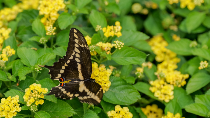Boerner Botanical Gardens | Hales Corners, WI 53130