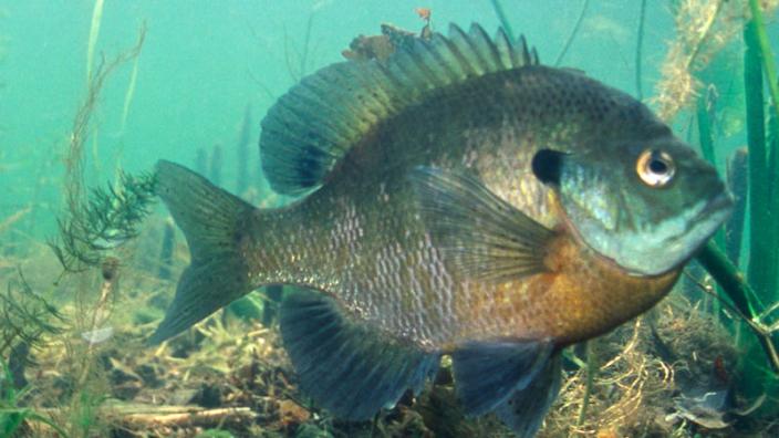 Just Below the Surface - The Secret Lives of Northern Wisconsin's Fishes