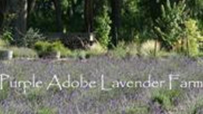 Dried Lavender Bundle - Purple Adobe Lavender Farm