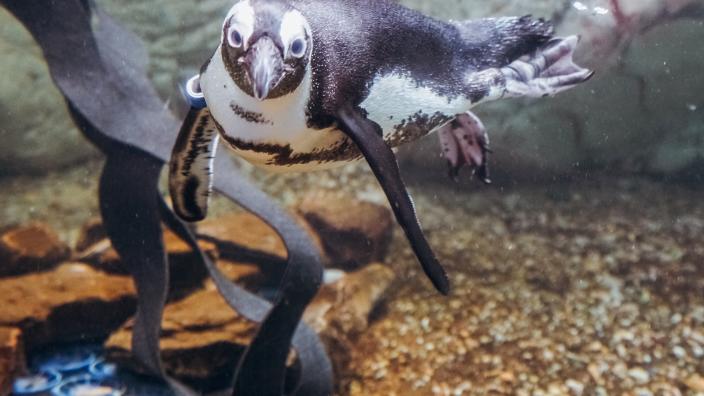Audubon sales aquarium coupons