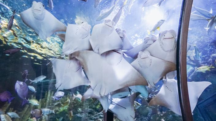 Audubon aquarium coupons hot sale