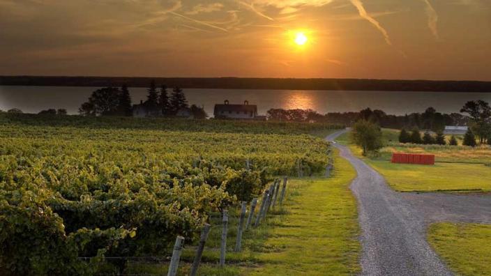 PHOENIX VINEYARDS 2001 フェニックスヴィンヤード PHOENIX VINEYARDS 2001 フェニックスヴィンヤード Home