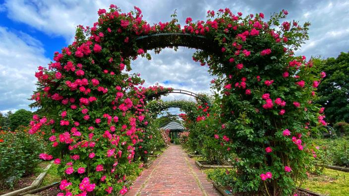 E.M. Mills Rose Garden at Thornden Park | Syracuse, NY 13210