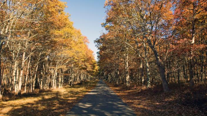 Connetquot River State Park Preserve