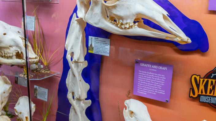SKELETONS: Museum of Osteology | Oklahoma City, OK