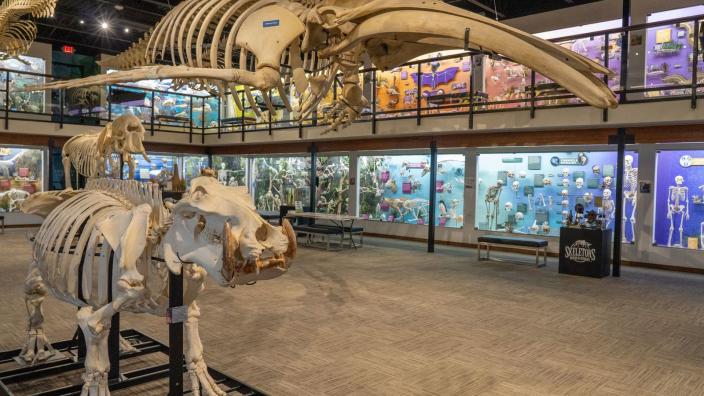 BONES & BONES Ⅱ / ASPARAGUS,LOSTAGE,the SKELETONS: Museum of Osteology | Oklahoma City, OK