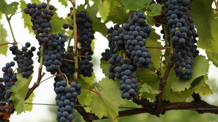 Vine and rushes best sale winery