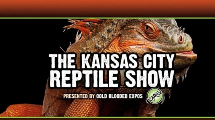 City reptiles sales