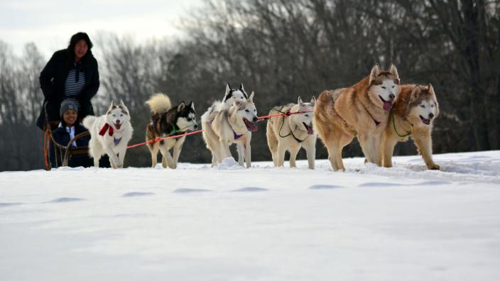 Arctic-Paws-Dog-Sled-Tour-10-
