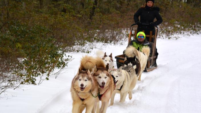 Arctic Paws Dog Sled Tours | Shawnee on the Delaware, PA 18356