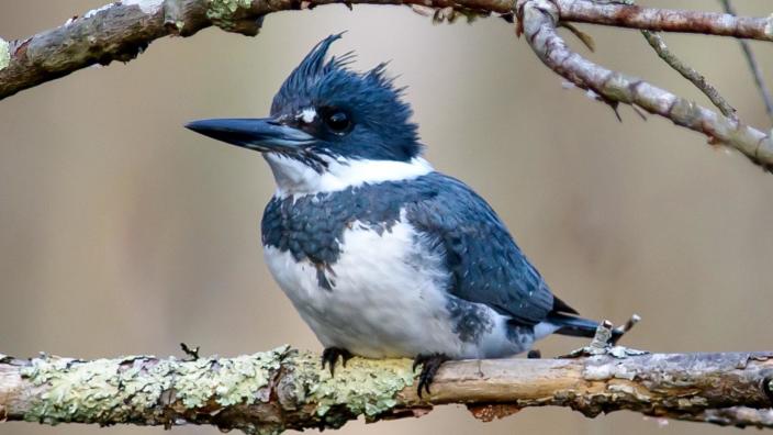 The Belted Kingfisher is one of - National Audubon Society