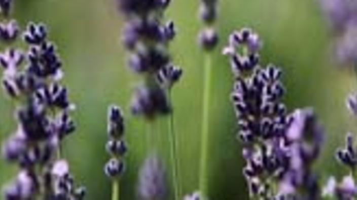 Culinary Lavender - Made in New Mexico