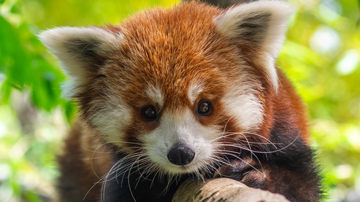 Central Coast Zoo
