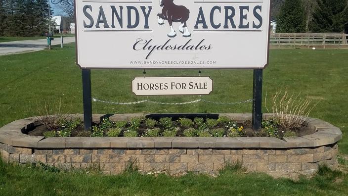 Sandy Acres Clydesdales