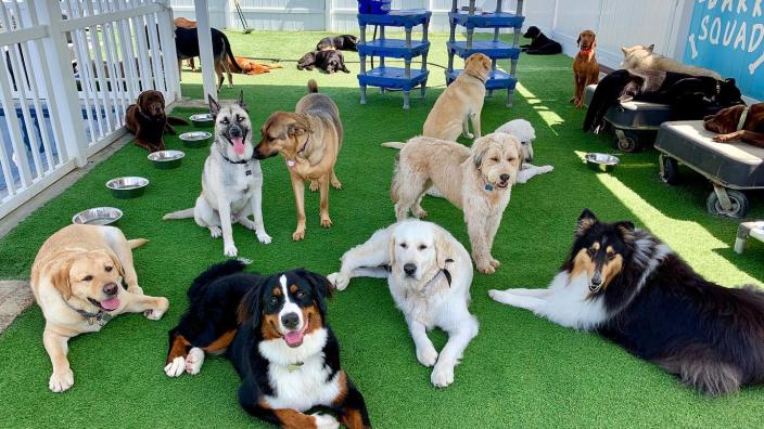 City top dog daycare